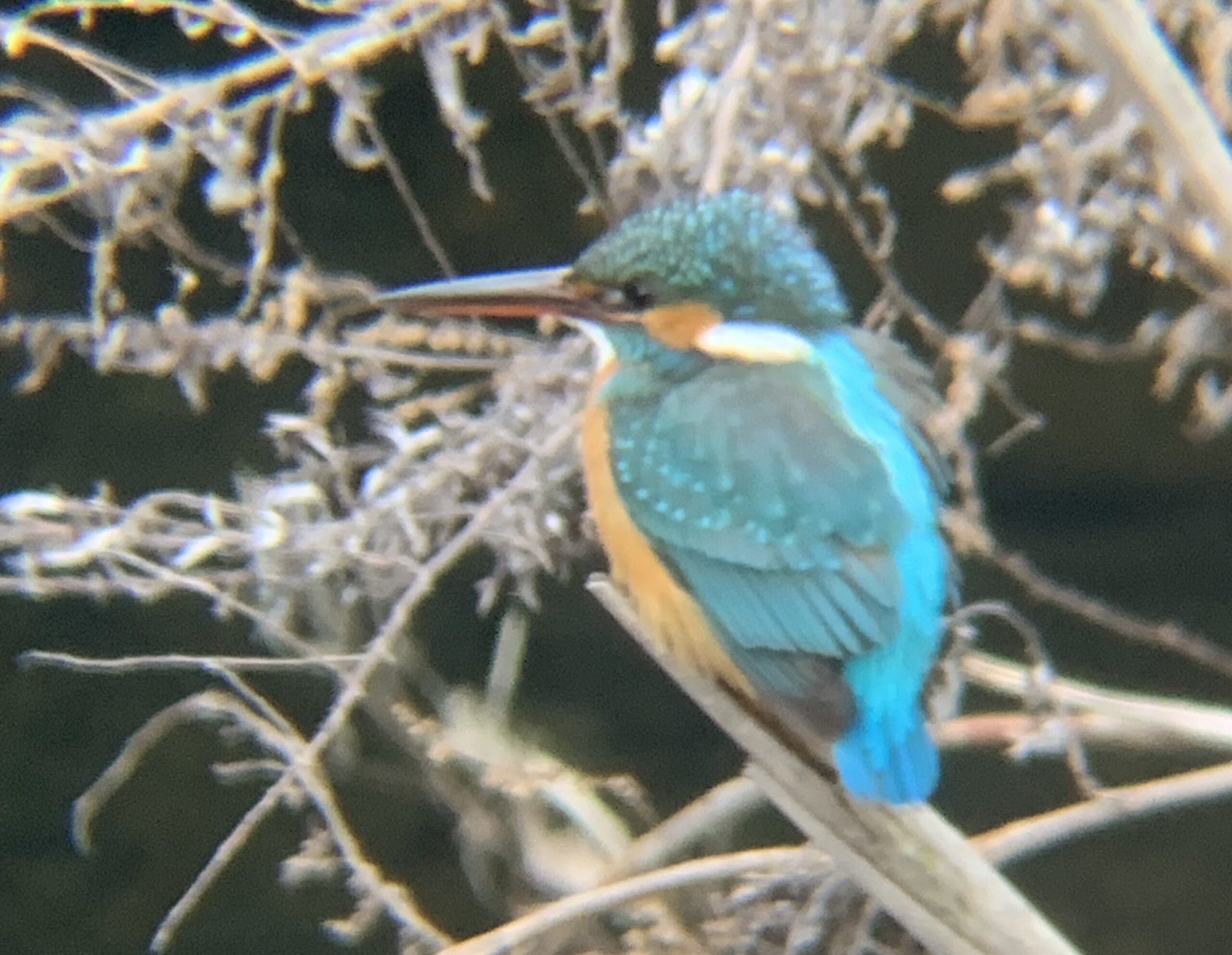 カワセミの画像